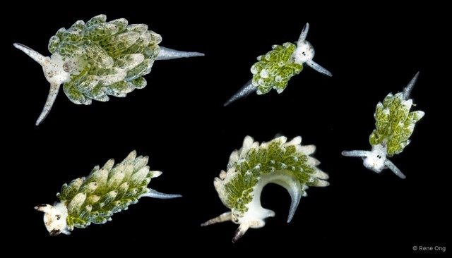 Costasiella sp. "SS-1930" • © Rene Ong • All Rights Reserved