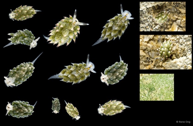 Costasiella sp. "SS-4177" • © Rene Ong • All Rights Reserved