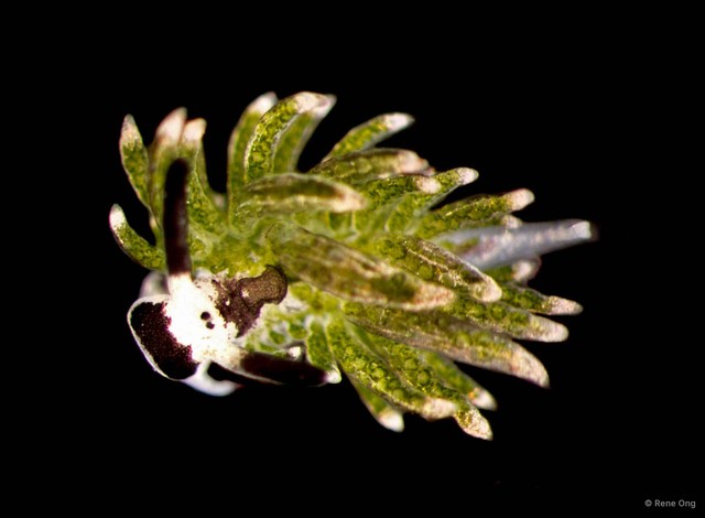 Costasiella usagi • © Rene Ong • All Rights Reserved