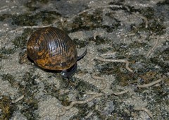 Neritidae sp. "912ca8eb"