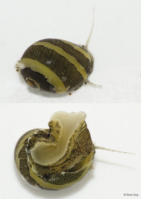 Clithon oualaniense