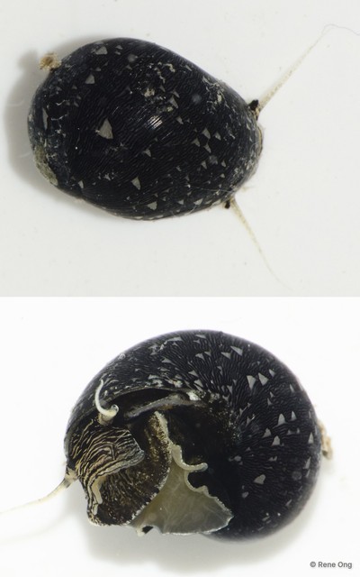 Clithon oualaniense