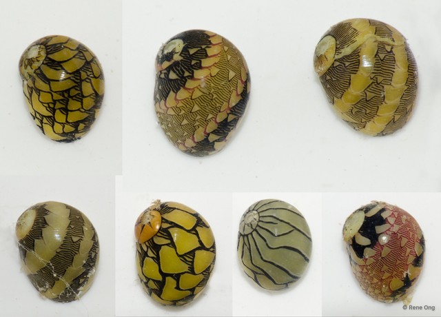 Clithon oualaniense