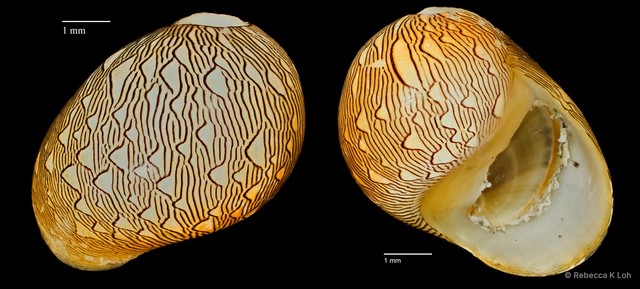 Clithon oualaniense
