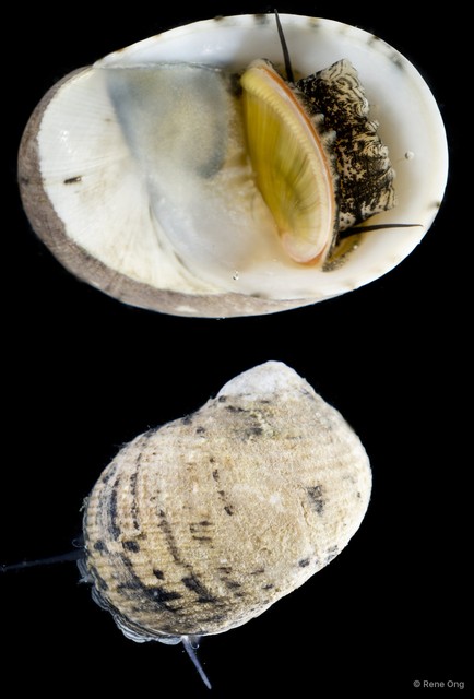 Nerita sp. "INT-1006C" • © Rene Ong • All Rights Reserved