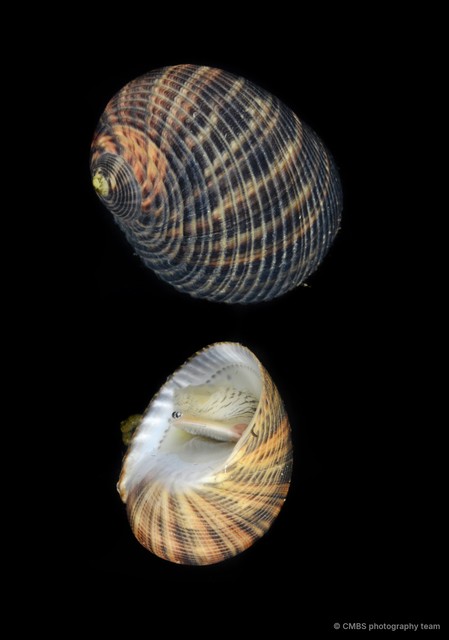Nerita sp. "JS-0187" • © CMBS photography team • All Rights Reserved