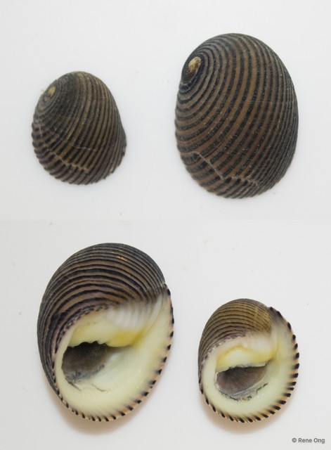 Nerita balteata