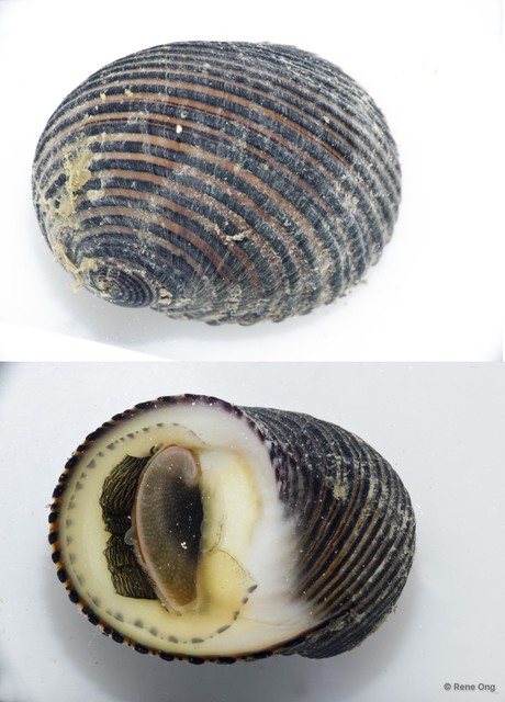 Nerita balteata