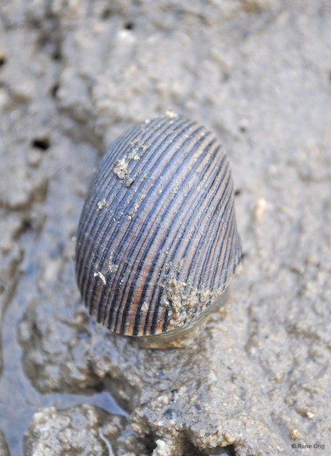 Nerita balteata
