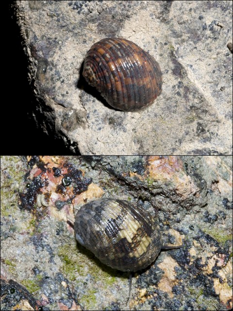 Nerita chamaeleon