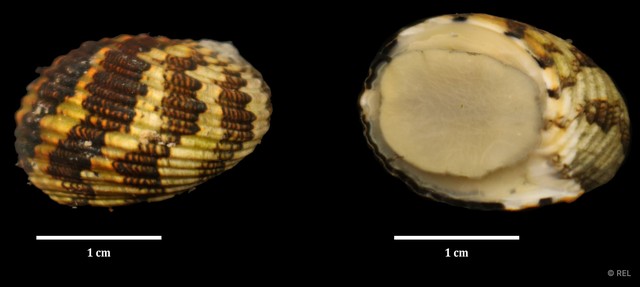Nerita chamaeleon