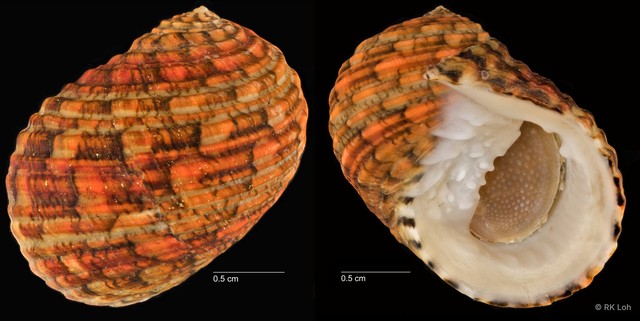 Nerita chamaeleon