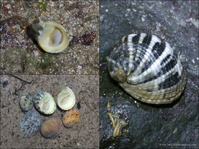 Nerita histrio