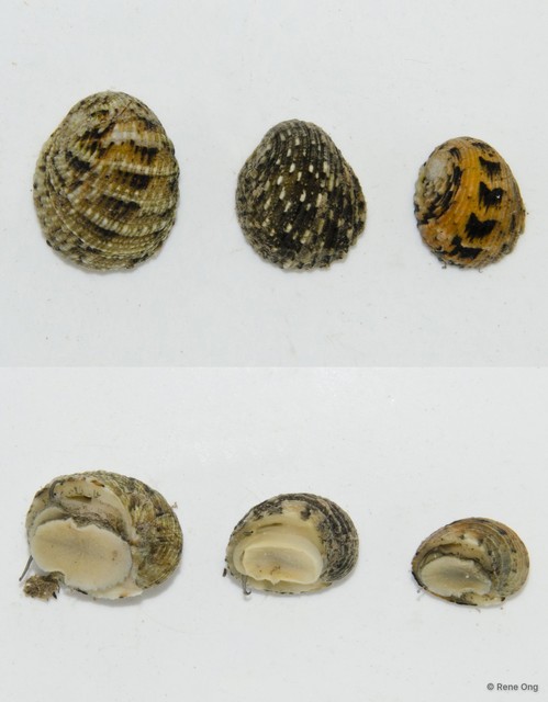Nerita histrio