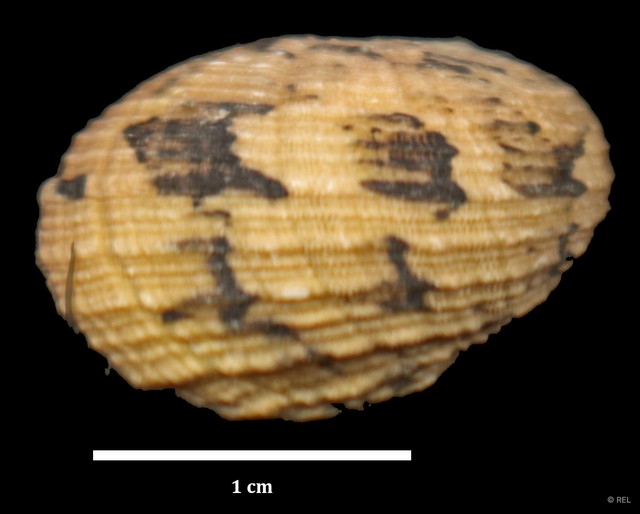 Nerita histrio