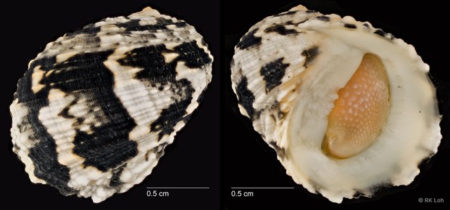 Nerita histrio