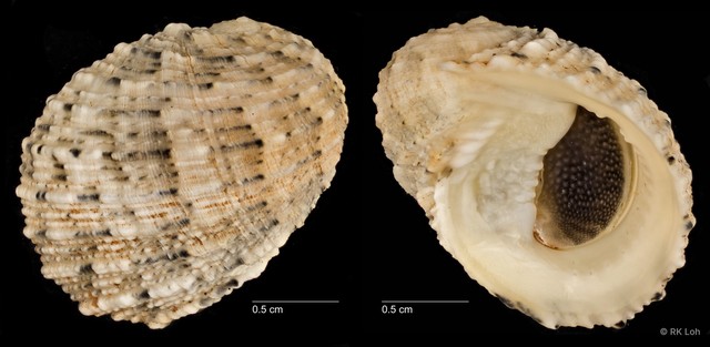 Nerita histrio