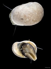 Nerita litterata • © Rene Ong • All Rights Reserved