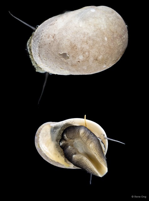 Nerita litterata