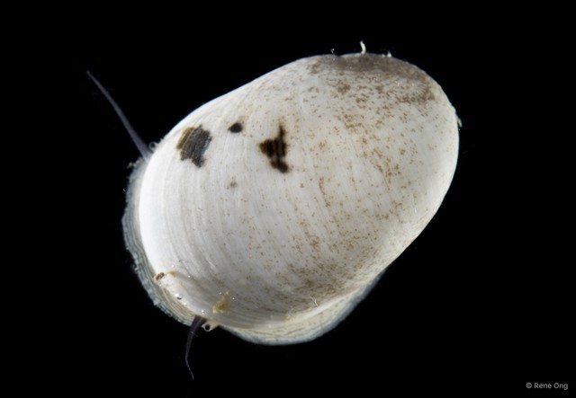 Nerita litterata