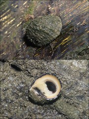 Nerita planospira • © Ria Tan • All Rights Reserved