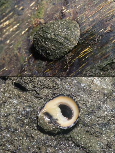 Nerita planospira
