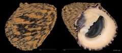 Nerita planospira Anton, 1838
