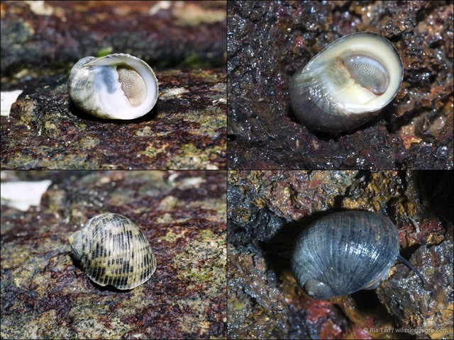 Nerita undulata • © Ria Tan • All Rights Reserved