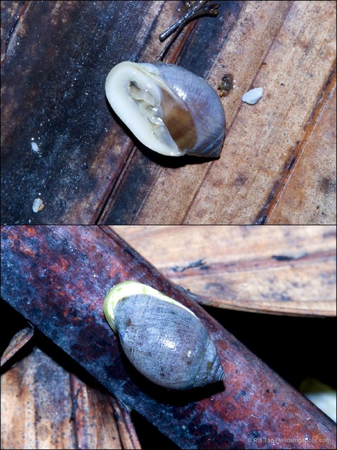 Cassidula sp. "05f9ef70" • © Ria Tan • All Rights Reserved