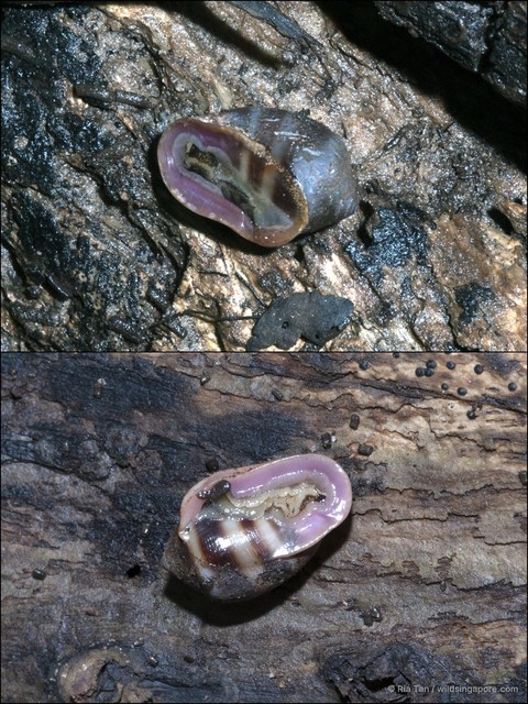 Cassidula nucleus • © Ria Tan • All Rights Reserved
