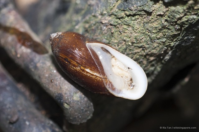 Ellobium aurisjudae • © Ria Tan • All Rights Reserved