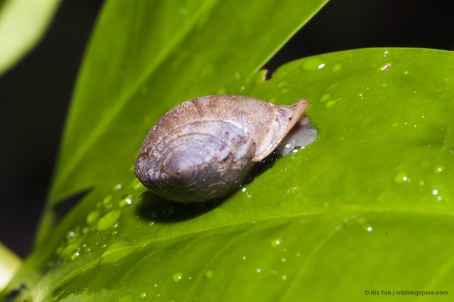 Pythia sp. "05f9ef76" • © Ria Tan • All Rights Reserved