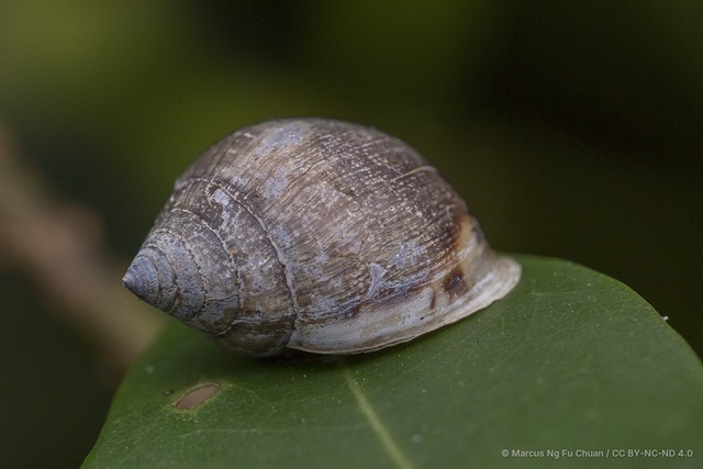 Pythia cecillii • © Marcus Ng Fu Chuan • CC BY-NC-ND 4.0
