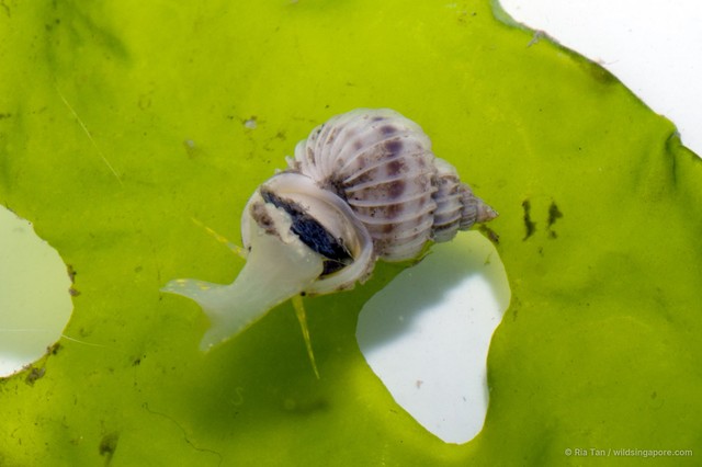 Epitoniidae sp. "05f9ef7f" • © Ria Tan • All Rights Reserved