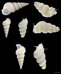Epitoniidae sp. "b711f775"