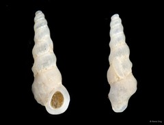 Epitoniidae sp. "fa162882"