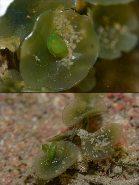 Edenttellina singaporensis