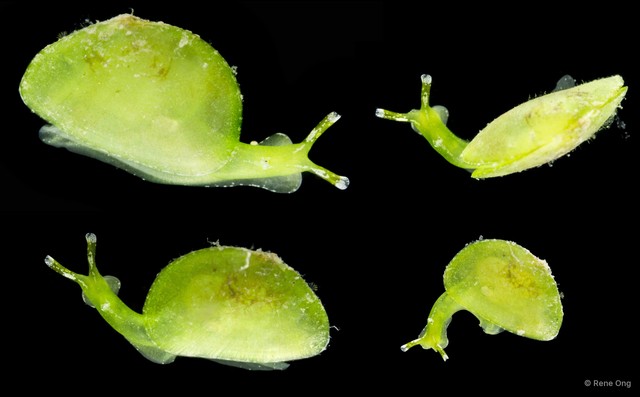 Edenttellina singaporensis