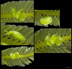 Edenttellina singaporensis • © Rene Ong • All Rights Reserved