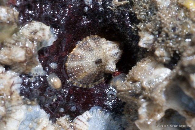 Fissurellidae sp. "05f9ef82" • © Ria Tan • All Rights Reserved