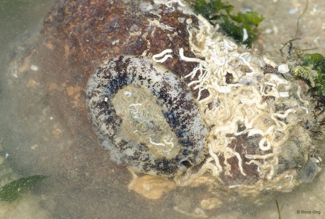 Fissurellidae sp. "Hoof-shield limpet" • © Rene Ong • All Rights Reserved