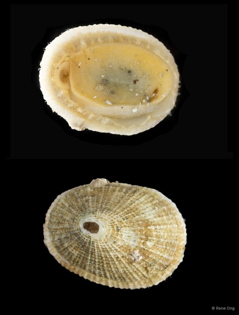 Fissurellidae sp. "Keyhole limpet 2" • © Rene Ong • All Rights Reserved