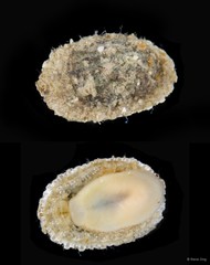 Diodora sp. "1"