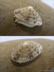 Diodora singaporensis • © Ria Tan • All Rights Reserved