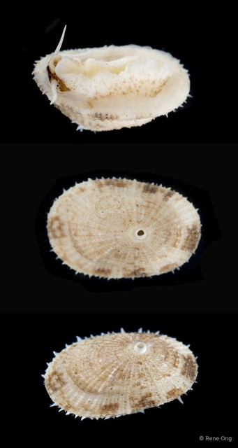 Diodora singaporensis • © Rene Ong • All Rights Reserved