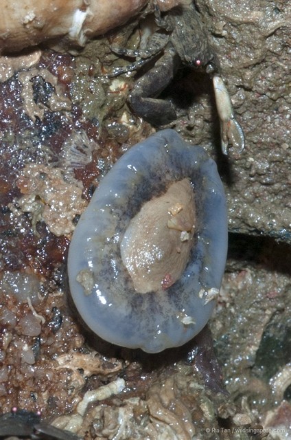 Scutus unguis