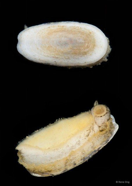Scutus unguis