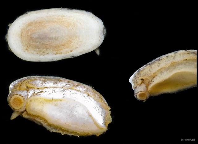 Scutus unguis