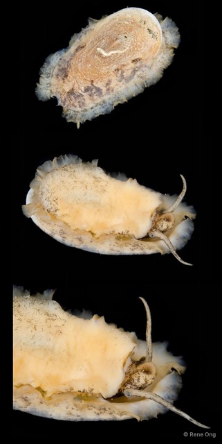 Scutus unguis