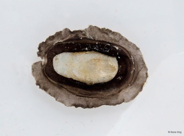 Scutus unguis